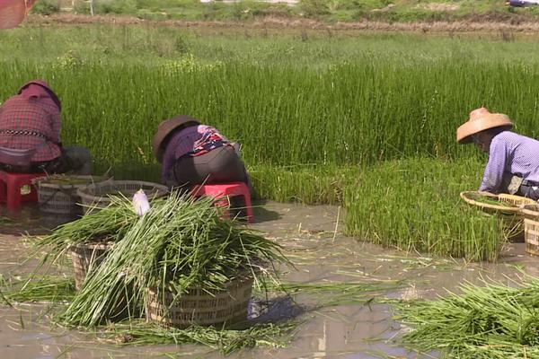 马蹄用什么肥料最大个,附马蹄的种植技术