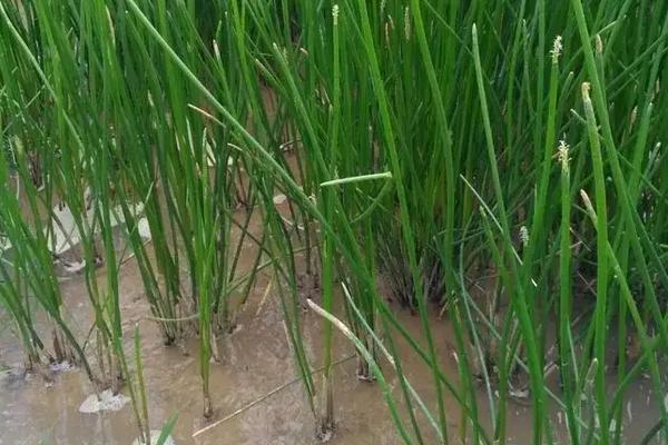 马蹄用什么肥料最大个,附马蹄的种植技术