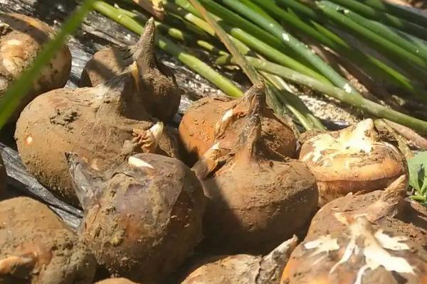 马蹄用什么肥料最大个,附马蹄的种植技术