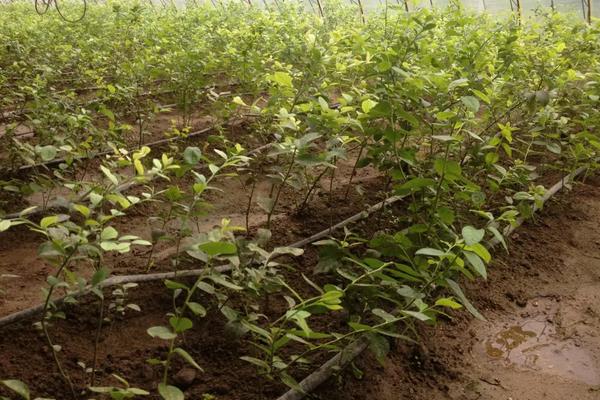 蓝莓种植方法与管理技术,适合哪些地区种植