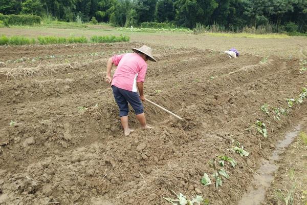 蓝莓适宜生长的土壤环境PH值,附种植方法