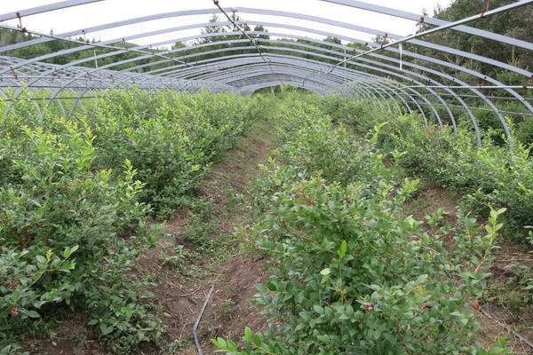 蓝莓种植方法与管理技术,适合哪些地区种植