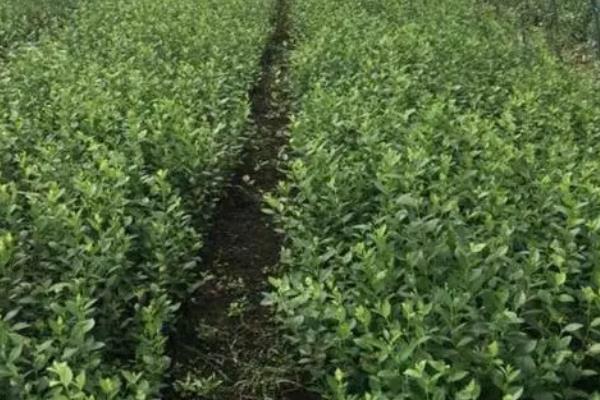 蓝莓种植方法与管理技术,适合哪些地区种植