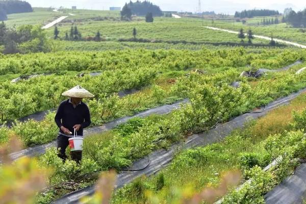 蓝莓适宜生长的土壤环境PH值,附种植方法