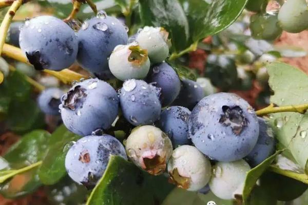 蓝莓种植方法与管理技术,适合哪些地区种植