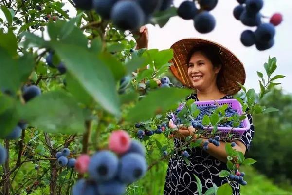 蓝莓种植方法与管理技术,适合哪些地区种植