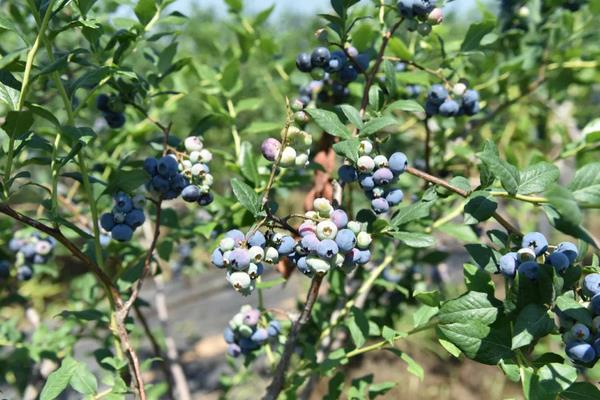 蓝莓种植方法与管理技术,适合哪些地区种植