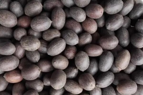 碗莲荷花种子怎么种,几月份种植合适