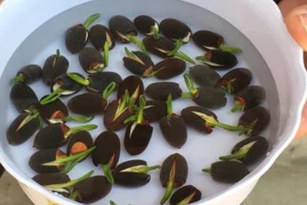 碗莲荷花种子怎么种,几月份种植合适