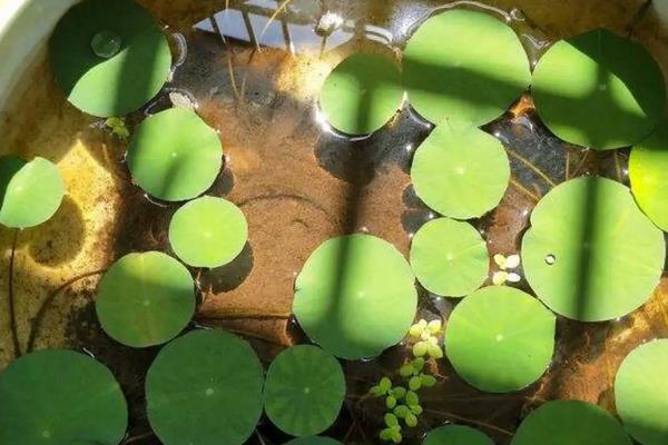 碗莲荷花种子怎么种,几月份种植合适