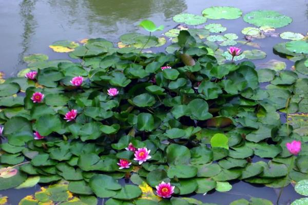 碗莲荷花种子怎么种,几月份种植合适