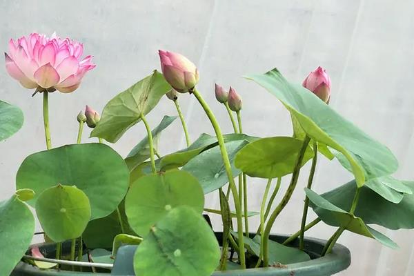 碗莲荷花种子怎么种,几月份种植合适