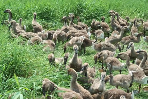 马岗鹅能长多大,附马岗鹅养殖技术