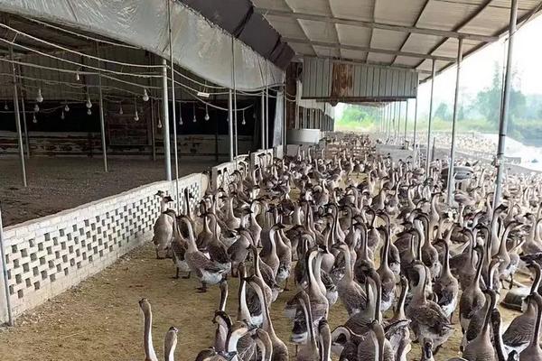 马岗鹅能长多大,附马岗鹅养殖技术