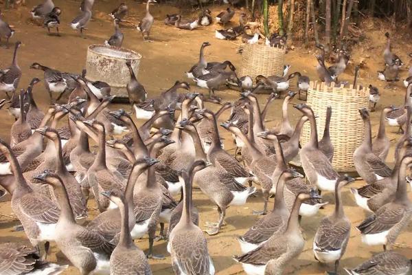 马岗鹅能长多大,附马岗鹅养殖技术