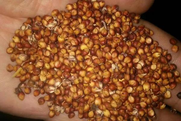 高粱种植地区,附种植方法