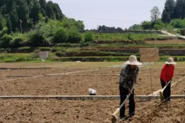 高粱一般亩产多少斤，附种植方法