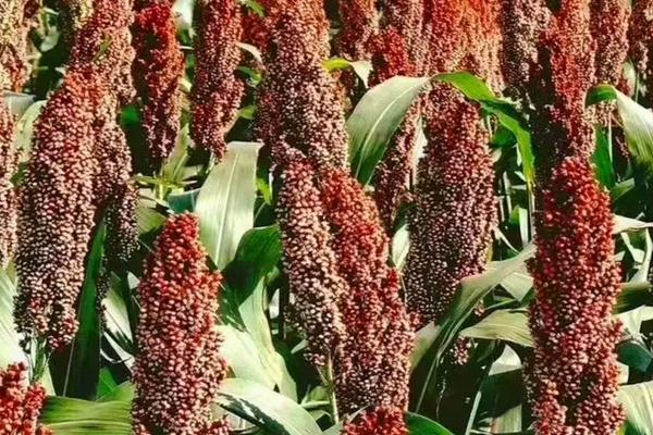 高粱种植地区,附种植方法