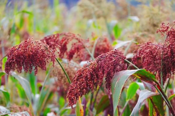 高粱产地在哪里，附种植方法