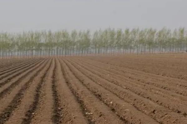 高粱种植地区,附种植方法