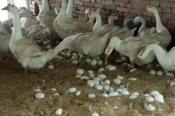 蛋鹅下蛋几年就淘汰了,附下蛋前后的养殖技术