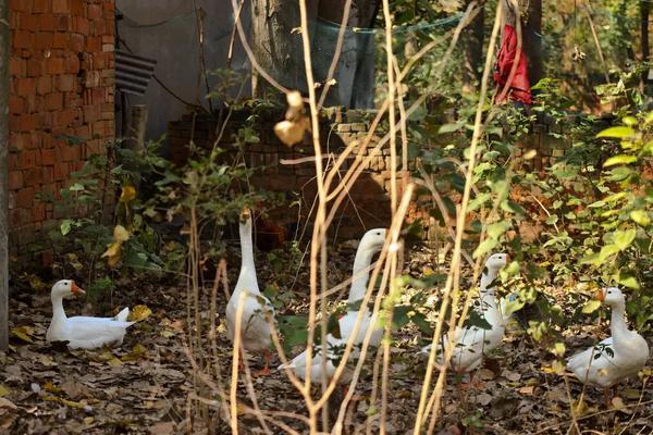 蛋鹅下蛋几年就淘汰了,附下蛋前后的养殖技术