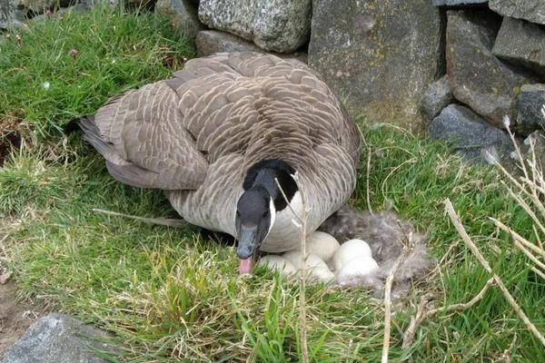 蛋鹅下蛋几年就淘汰了,附下蛋前后的养殖技术