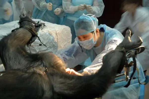 动物人工授精是怎么操作的，动物人工授精的优势