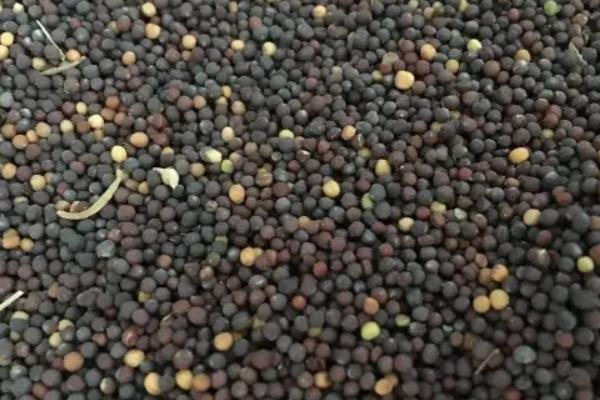 油菜产量一亩多少斤,附种植方法