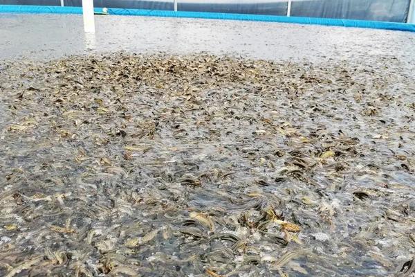 泥鳅鱼苗养殖技术，常见的病如何防治