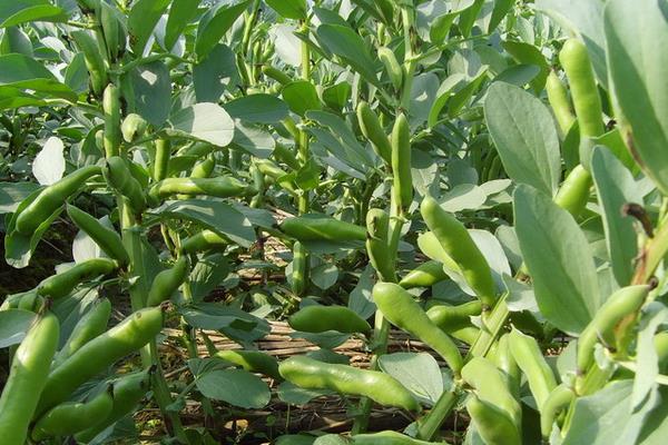蚕豆种植技术,什么时候种合适