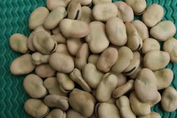 蚕豆种植技术,什么时候种合适