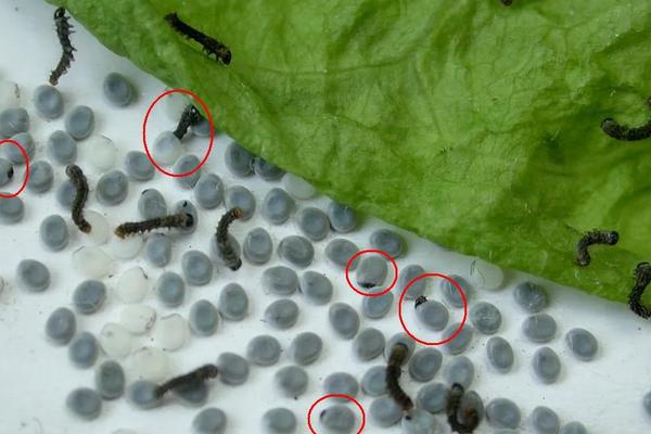 蚕怎么养,为什么不能半途而废