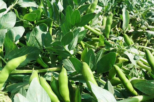 蚕豆几月份播种比较好,附种植方法