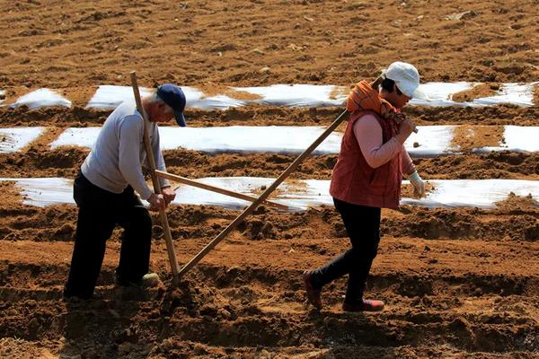 蚕豆几月份播种比较好,附种植方法
