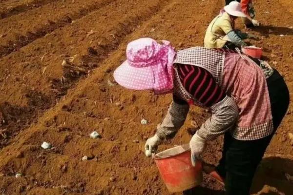 蚕豆种植技术,什么时候种合适