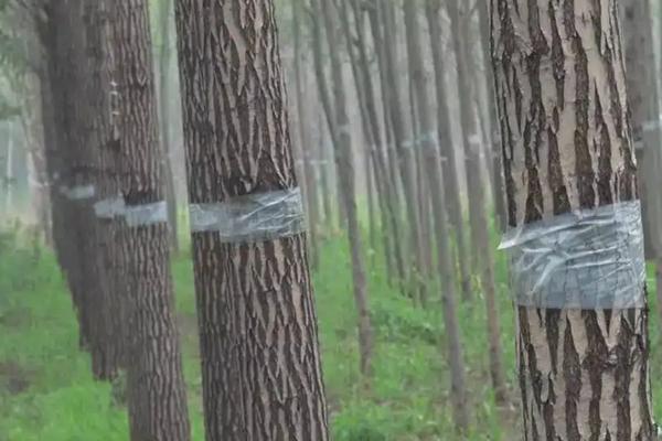 家里怎样养蝉，附方法和步骤