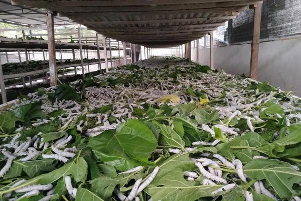 蚕怎么养,为什么不能半途而废