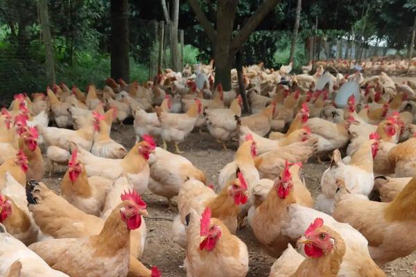 三黄鸡为什么叫三黄鸡，三黄鸡养殖周期长吗