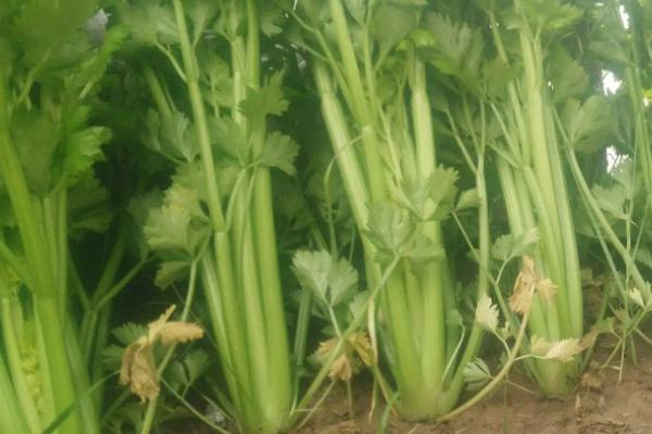 芹菜亩产,附种植方法