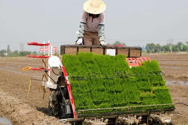 南方水稻一年收割几次,附种植方法