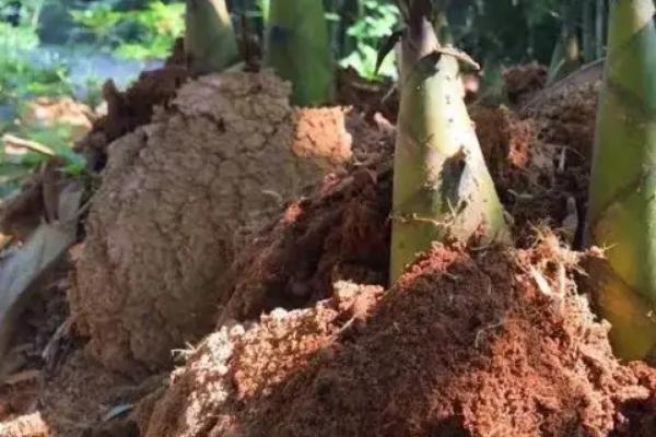 竹笋的种植方法和时间,种植前景如何