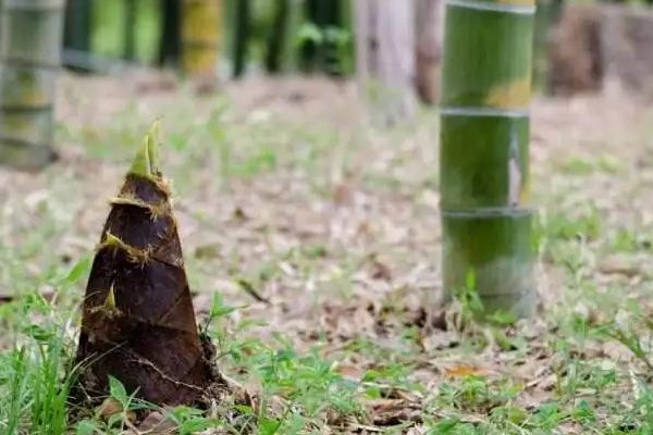 竹笋的种植方法和时间,种植前景如何