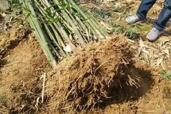 竹笋的种植方法和时间,种植前景如何