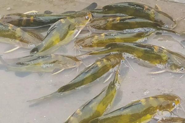 黄刺鱼养殖技术，一亩能产多少斤