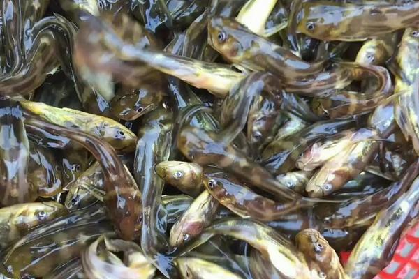 黄刺鱼养殖技术，一亩能产多少斤