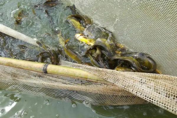 黄刺鱼养殖技术，一亩能产多少斤