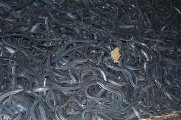 鳗鱼养殖技术与管理，养殖鳗鱼与野生鳗鱼有什么区别