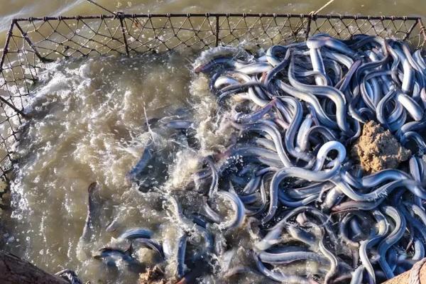 鳗鱼养殖技术与管理，养殖鳗鱼与野生鳗鱼有什么区别