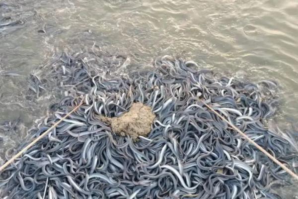 鳗鱼养殖技术与管理，养殖鳗鱼与野生鳗鱼有什么区别